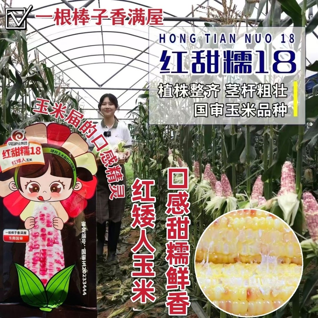 红甜糯18玉米种子矮杆彩甜糯玉米种子红矮人玉米种籽鲜食甜糯鲜香