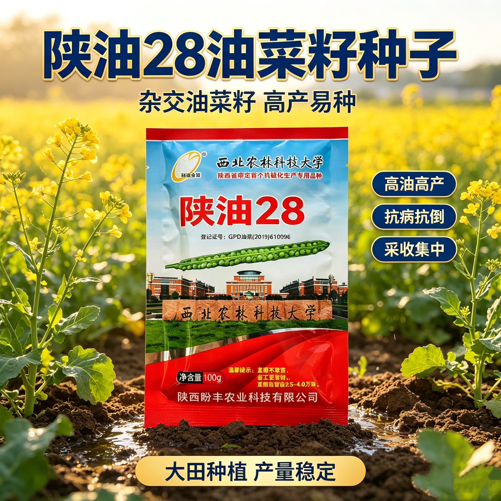 陕油28号油菜种子秋冬季耐寒甘蓝型杂交菜籽种高产抗病农家蔬菜籽