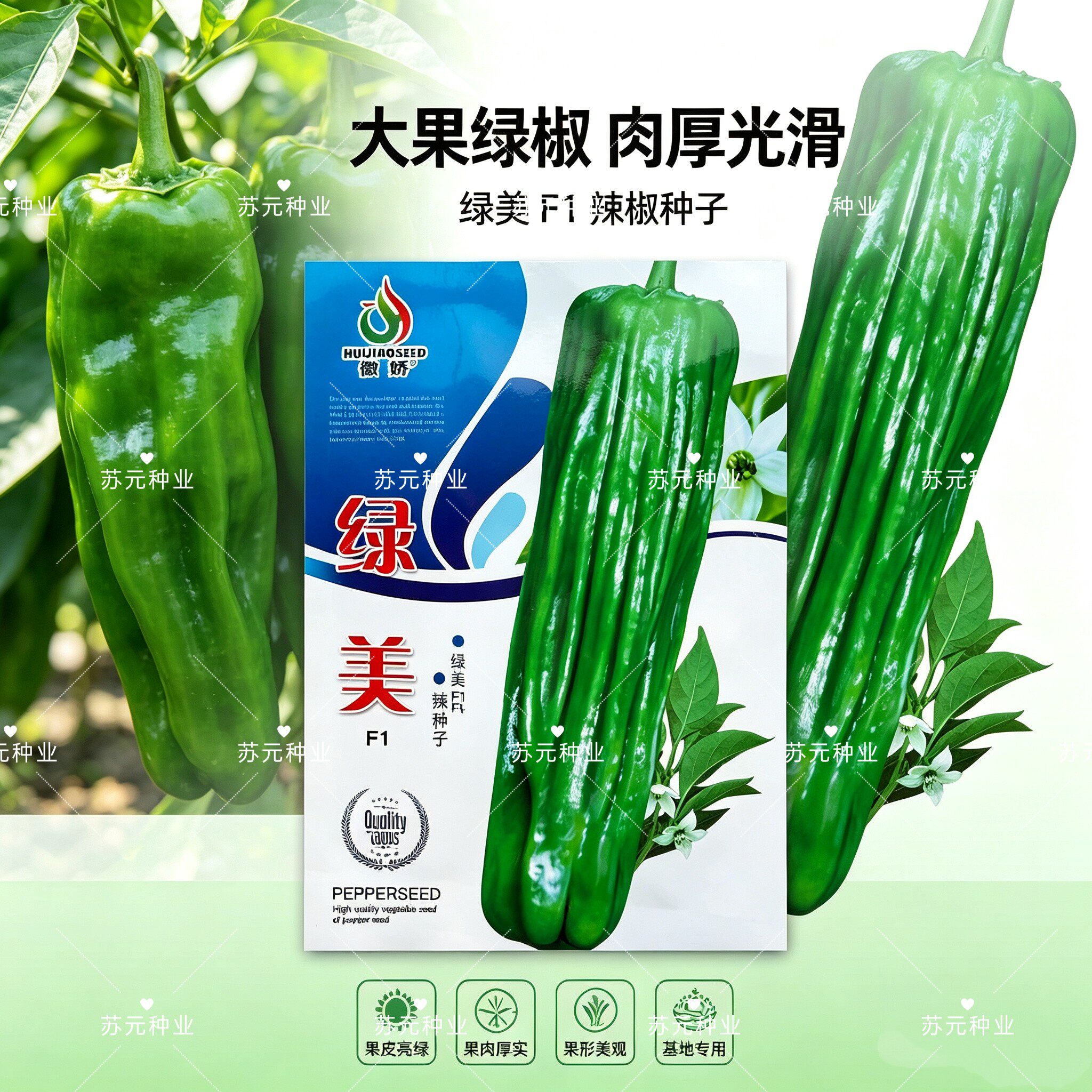 徽娇绿美辣椒种子早熟大果马嘴型泡椒种籽薄皮大灯笼青椒种子基地