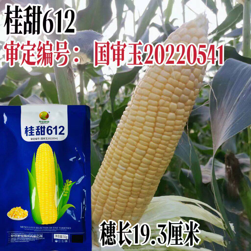 国审桂甜612水果玉米种子生吃鲜食甜玉米种籽大棒高产大田用种