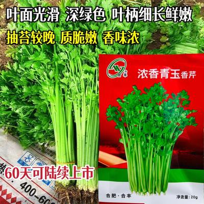 浓香青玉香芹种子叶色翠绿耐热耐雨水抗热青梗绿叶四季蔬菜种子籽