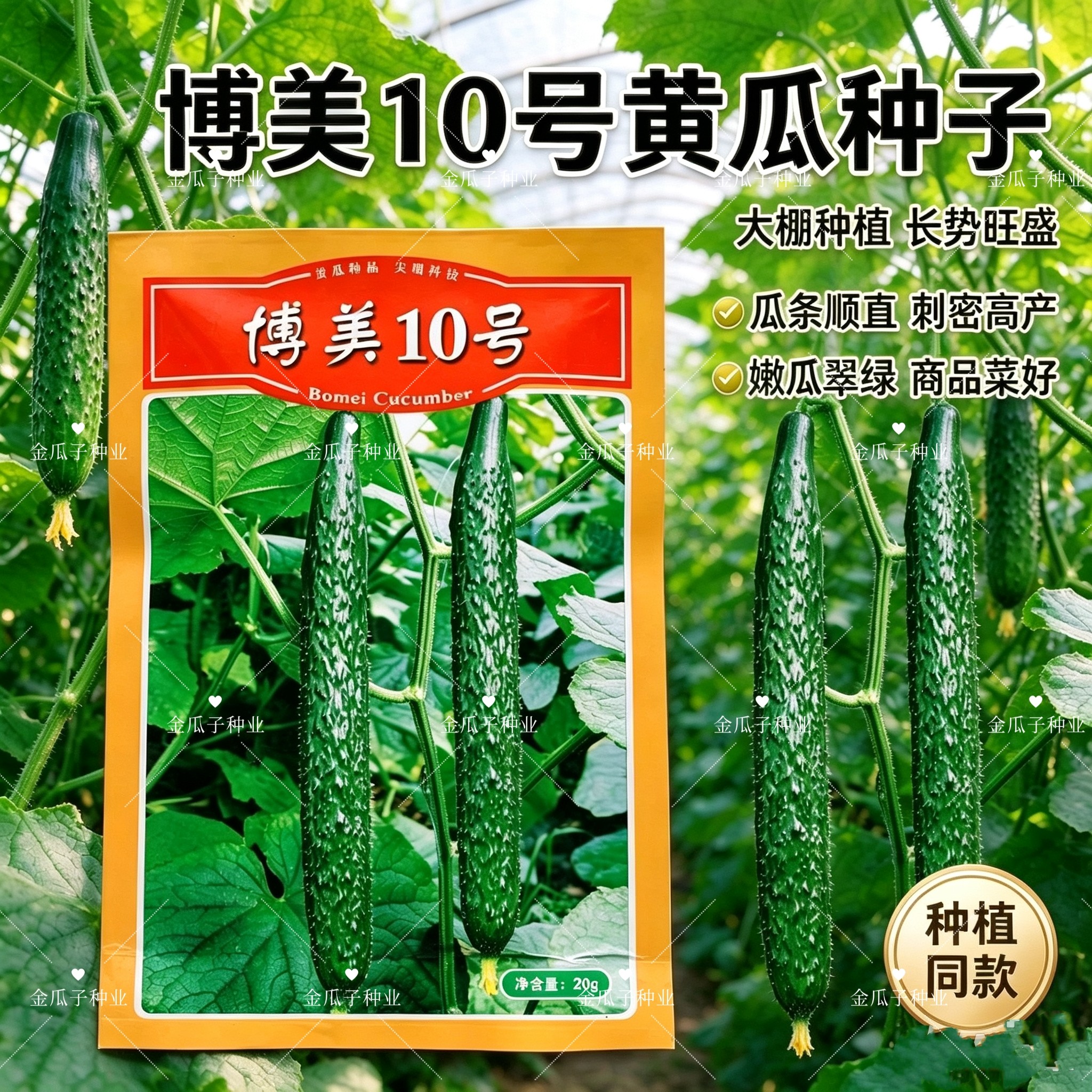 德瑞特博美10号黄瓜种子籽绿油亮黄瓜种籽淡绿瓤肉厚抗病春秋高产