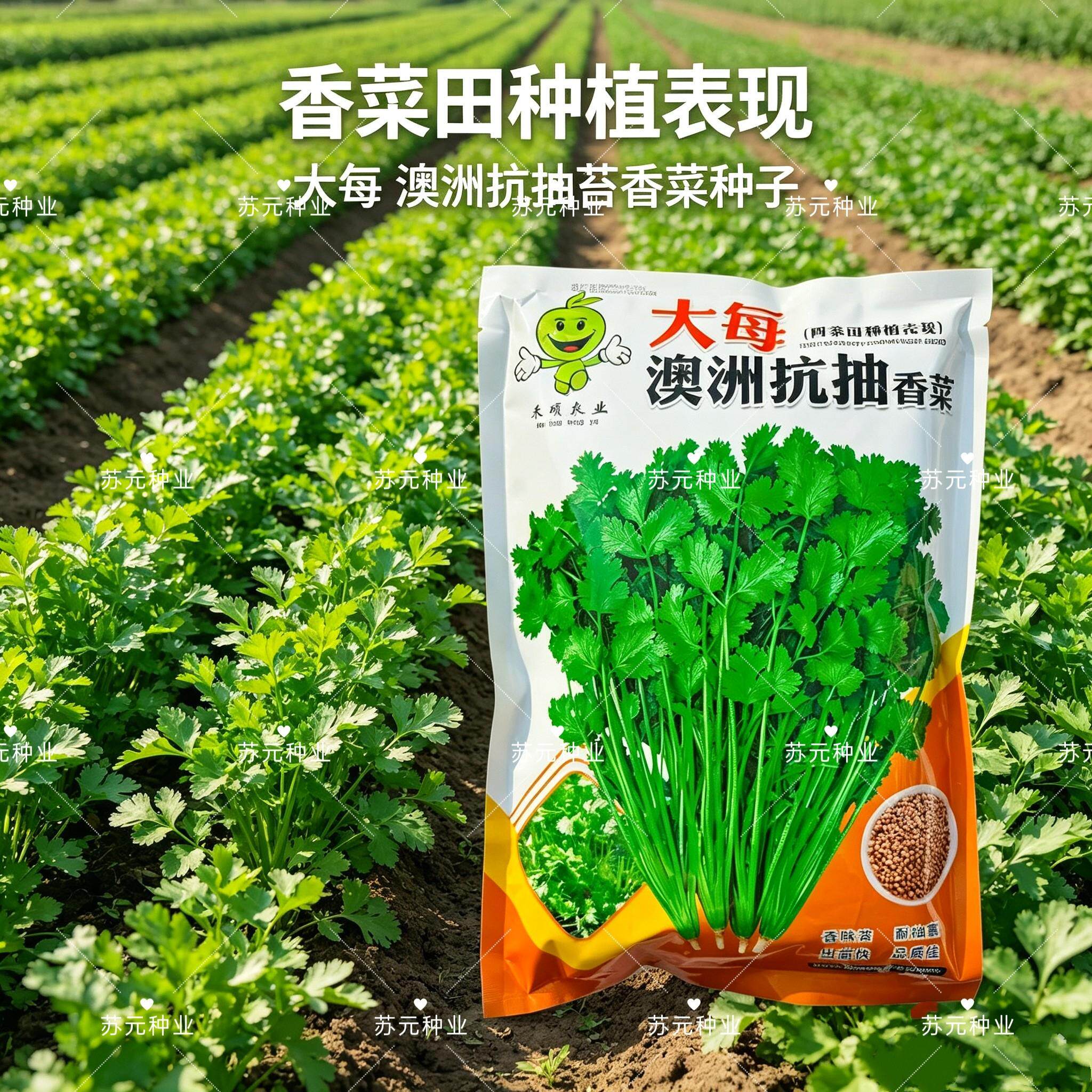 澳洲抗抽香菜种子速生大叶浓香高产耐寒农家新鲜蔬菜四季芫荽种籽