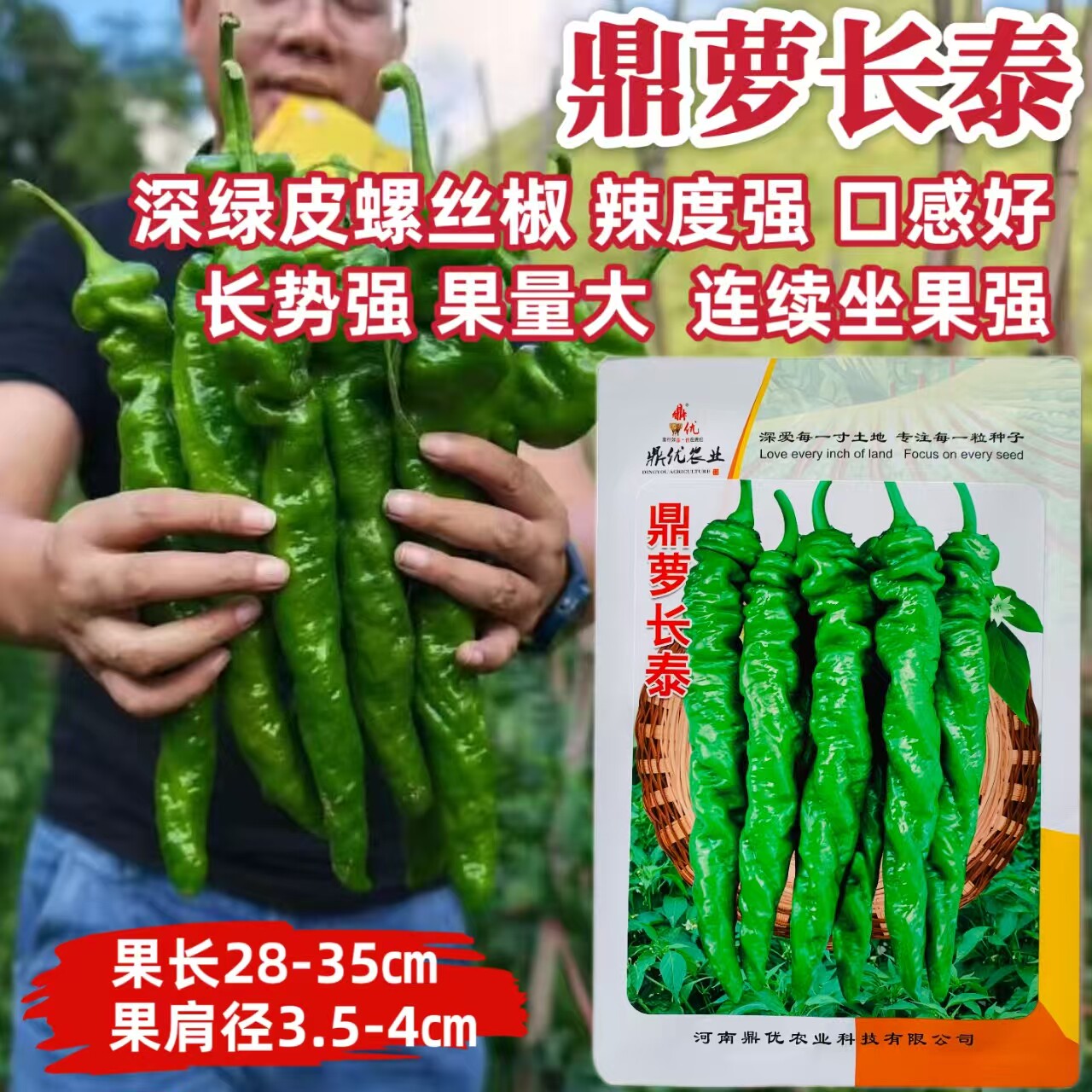 鼎萝长泰螺丝椒种子深绿皮大果螺丝椒种籽肉厚辣度强长势旺春秋播