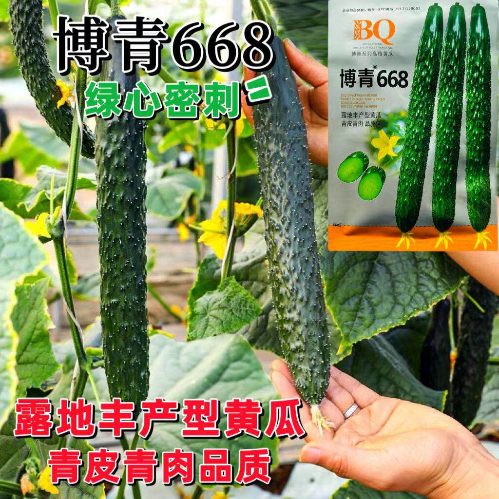 博青668黄瓜种子青皮青肉密刺高产抗白粉病大田露地大棚黄瓜种孑