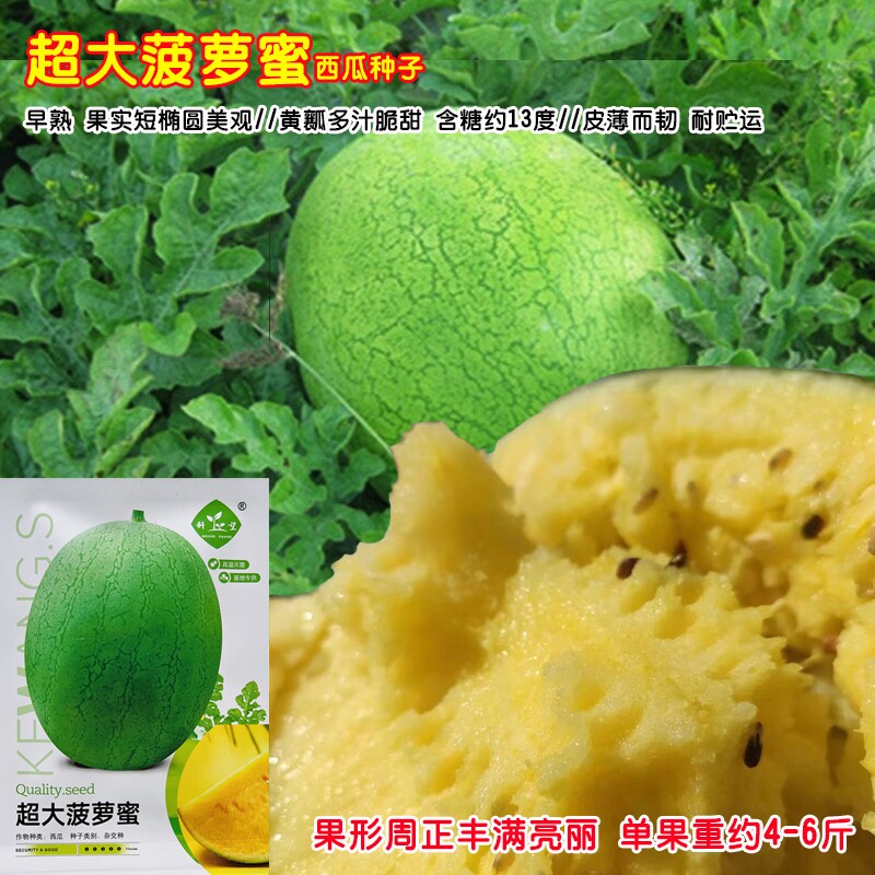 科望超大菠萝蜜西瓜种子籽早熟皮薄瓤黄脆汁香甜果实短椭圆易坐果