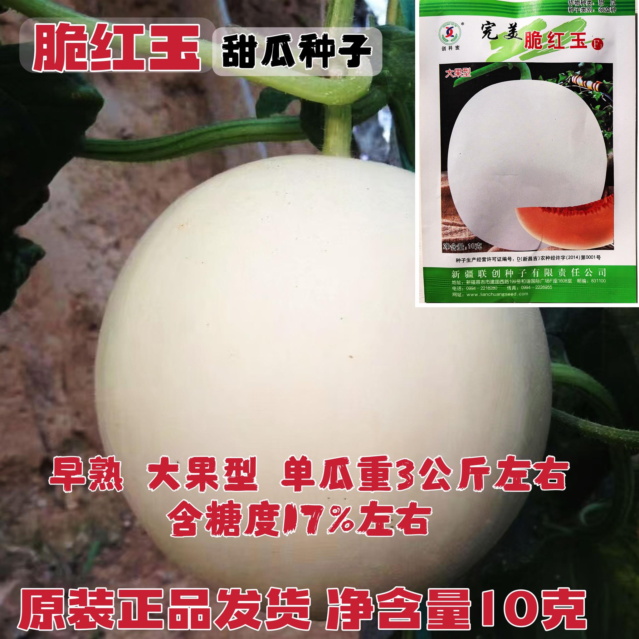 完美脆红玉甜瓜种子早熟大果型糖度高香甜瓜种籽超甜白脆香瓜种子