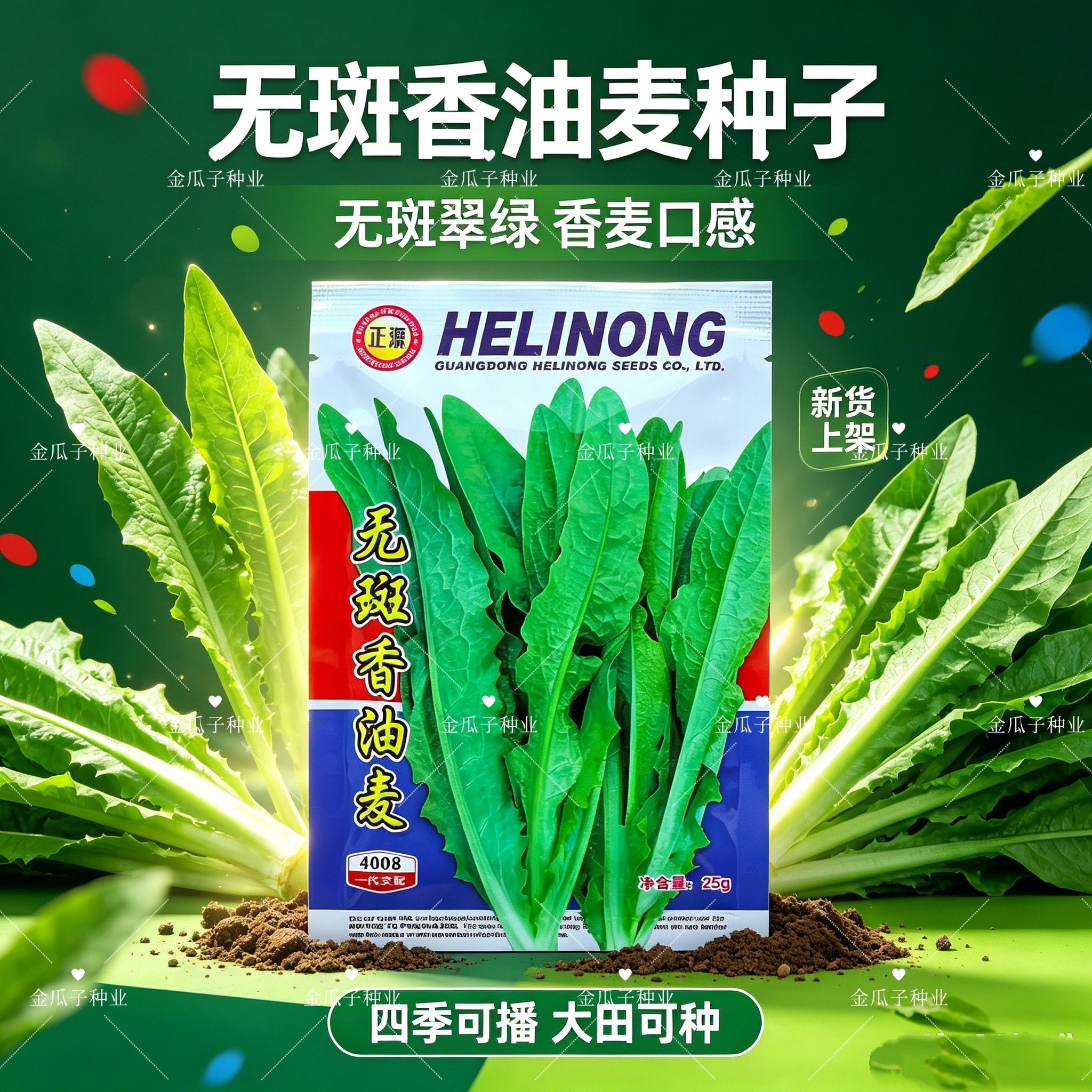 正源无斑香油麦种子杂交中早熟速生型耐热甜脆大叶香油麦菜种籽