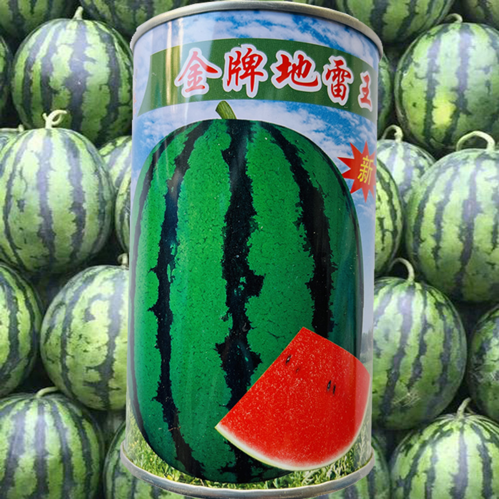 金牌地雷西瓜特大脆甜高产早熟