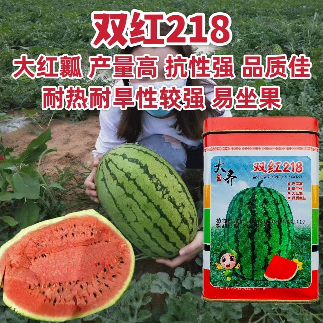 大齐双红218西瓜种子超甜中熟椭圆形西瓜种籽高产大田硒砂瓜种子