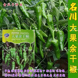 名川大果余干椒种籽早熟辣味香浓膨果快挂果多翠绿辣椒种子大田孑
