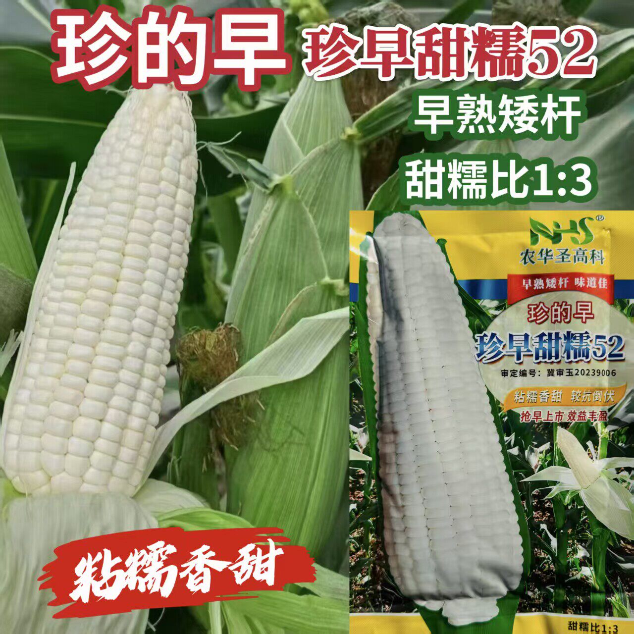 珍的早珍早甜糯52甜加糯玉米种子甜糯1比3白糯玉米种籽春夏季播种