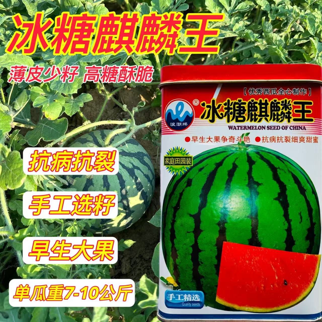 浪潮冰糖麒麟王西瓜种子早熟高糖抗病果肉红色的西瓜种子皮薄且韧