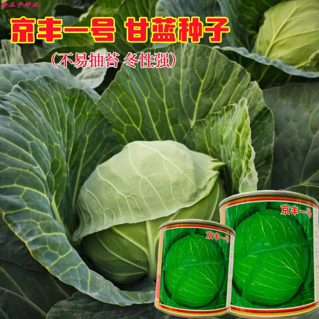 京丰一号甘蓝种子春秋季中熟耐热扁圆包心菜卷心菜包菜种籽蔬菜孑