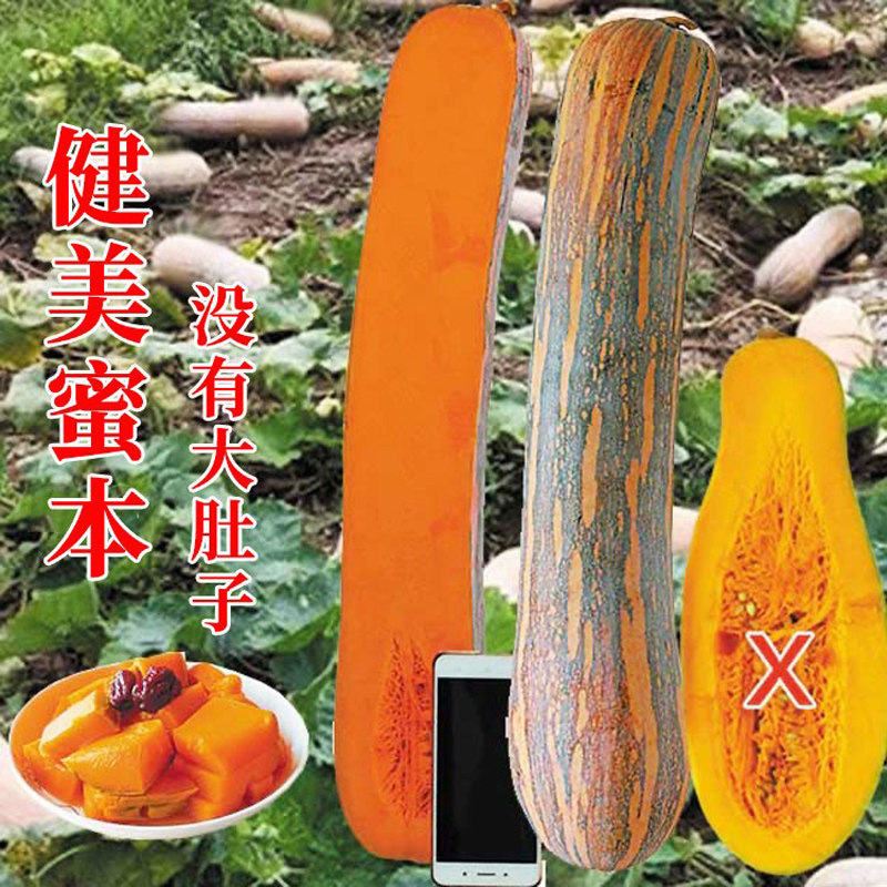 健美密本南瓜种子超甜粉面密本南瓜种子甜面南瓜种籽早熟高产蔬菜