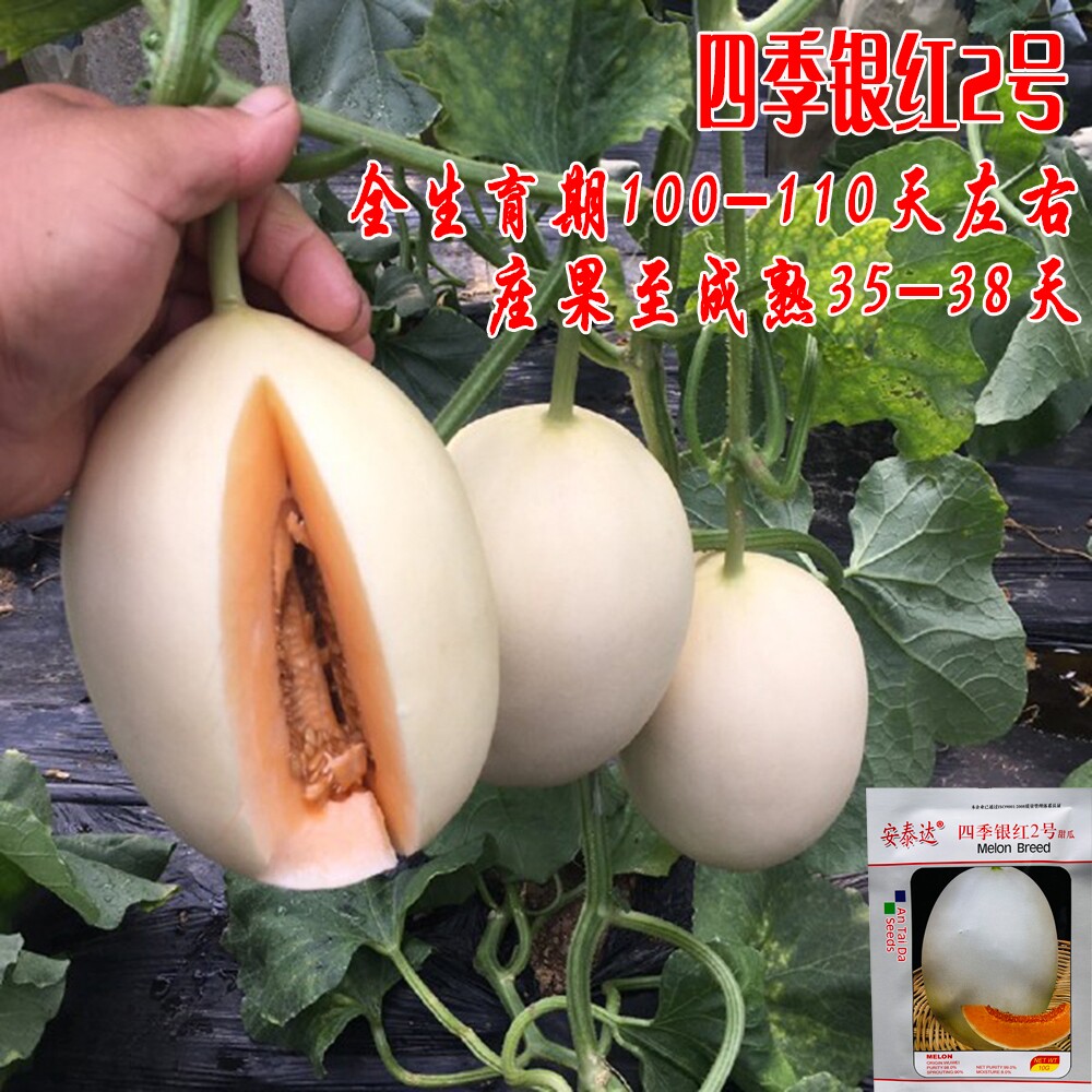 四季银红2号甜瓜种子中熟椭圆果白皮红肉香瓜种籽脆甜可口高糖孑