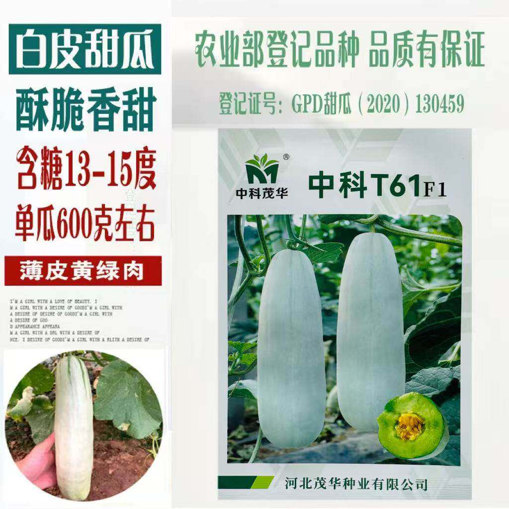 中科T61羊角蜜甜瓜种子薄皮香甜香瓜种子四季种植博洋水果香瓜籽