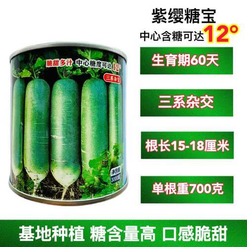 紫缨糖宝水果萝卜种子抗病绿皮绿肉杂交青萝卜种籽秋播大萝卜种子