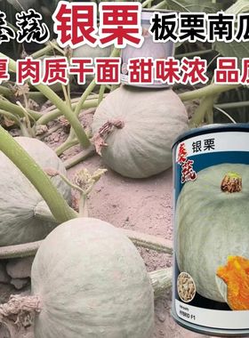 秦蔬银栗南瓜种子板栗南瓜种籽香甜干面肉厚杂交银灰色贵族南瓜籽
