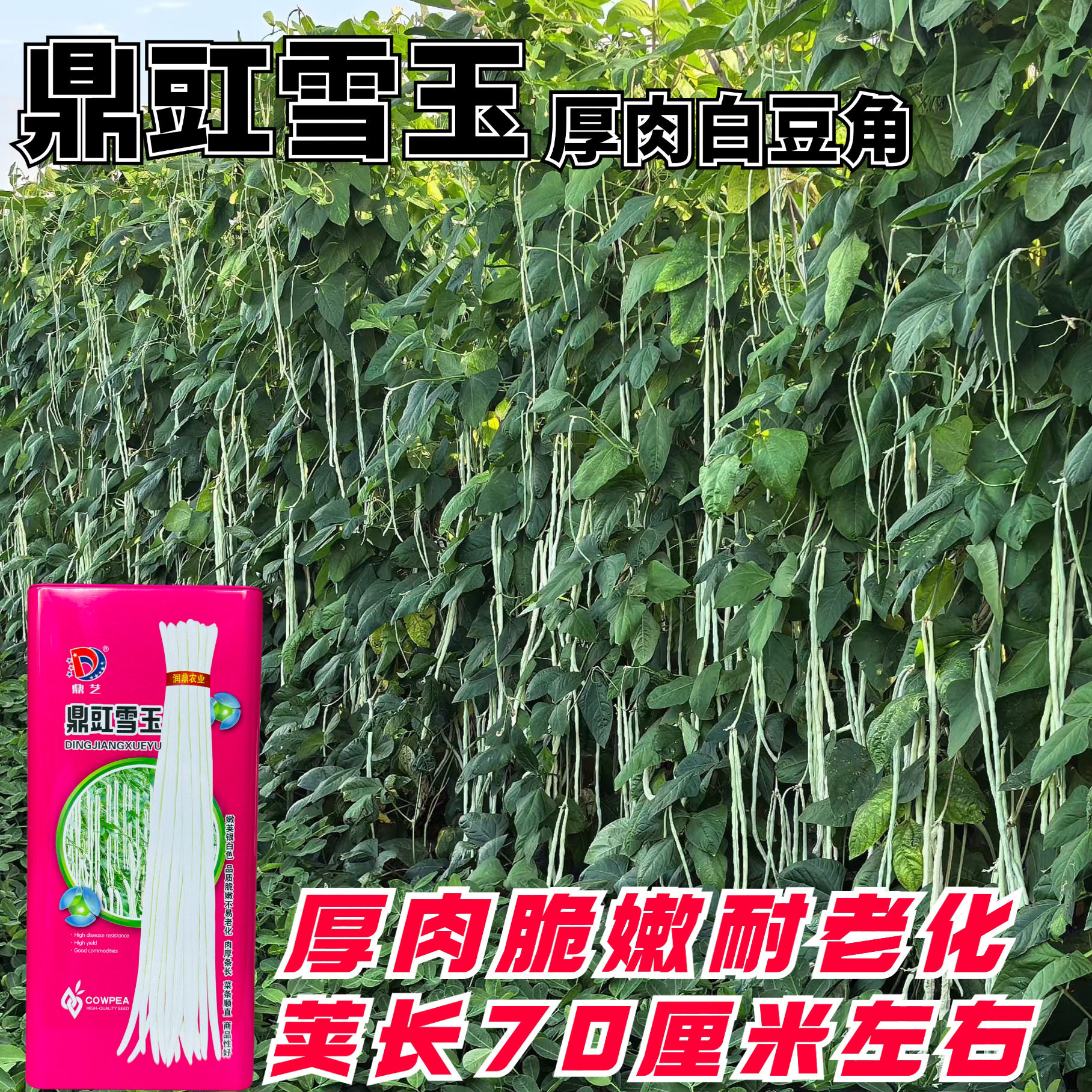 鼎豇雪玉长豆角厚肉种子特长白豇豆白条子四季农家丰产易种蔬菜籽