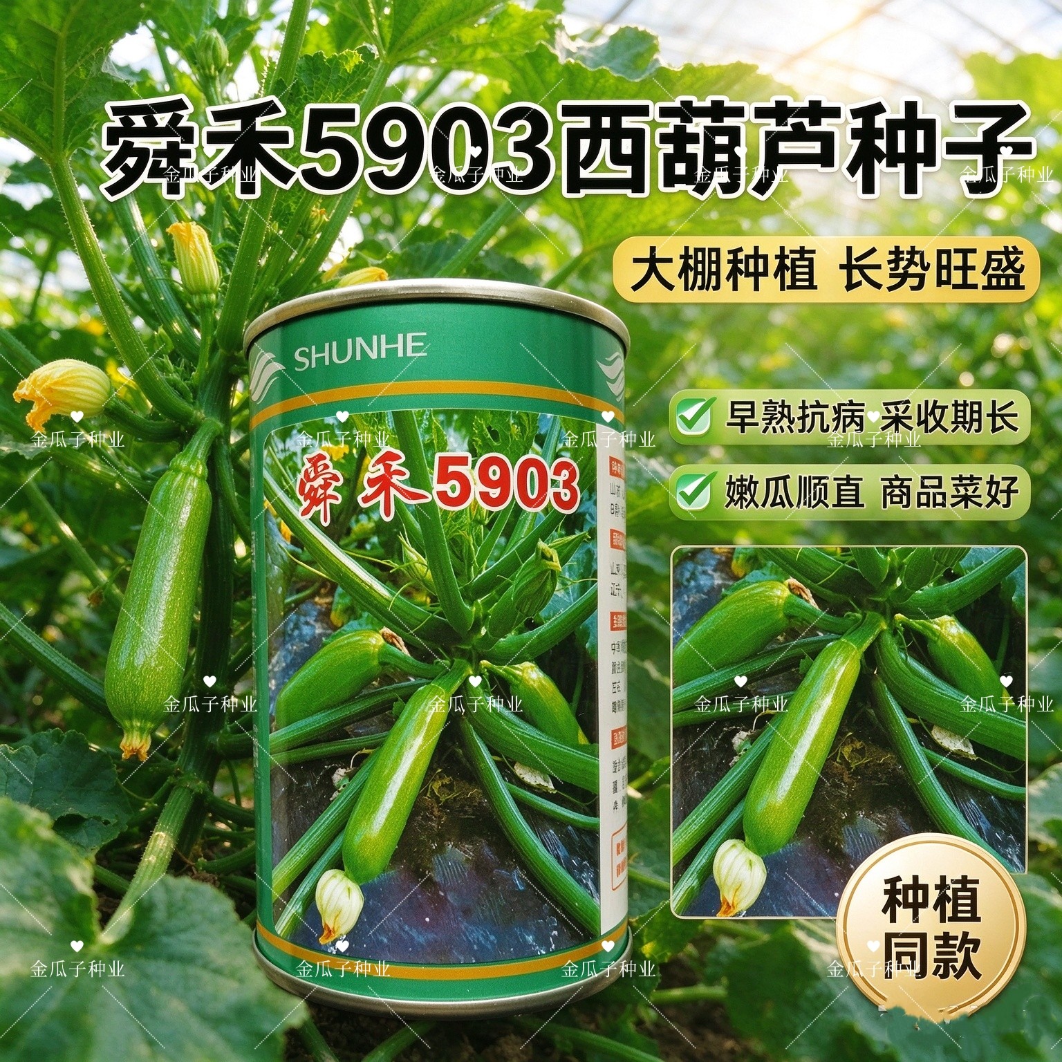 舜禾5903西葫芦种子 早熟翠绿长棒型西葫 高产抗病 大棚露地菜园
