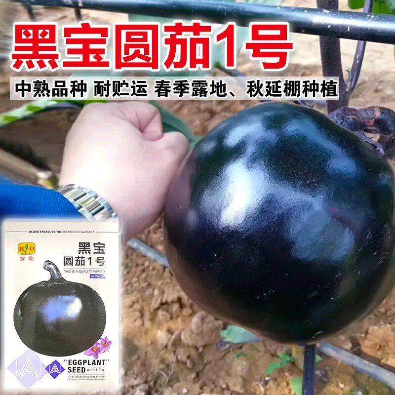 黑宝圆茄1号茄子种子春夏中熟紫黑圆茄子果脐小黑亮光泽发亮茄籽