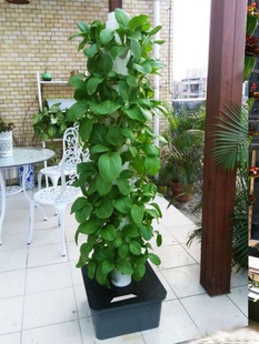 家庭种菜机阳台露海棉水培立柱无土栽培草莓花园楼顶生菜绿植室外