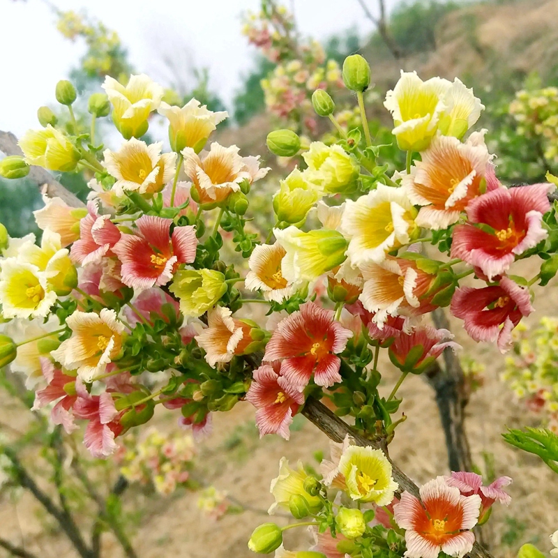 文冠花树苗状元花浓香花卉耐寒室外庭院地栽室内盆栽四季开花结果