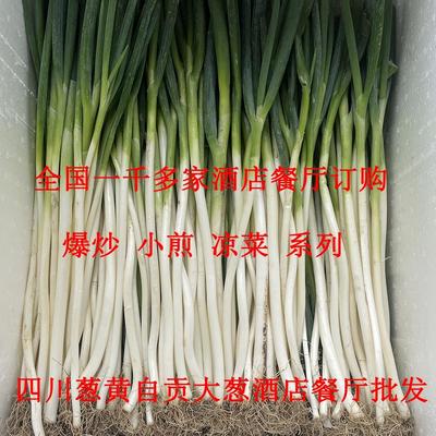 四川葱黄新鲜自贡大葱爆炒小煎葱黄细大葱酒店餐厅订购