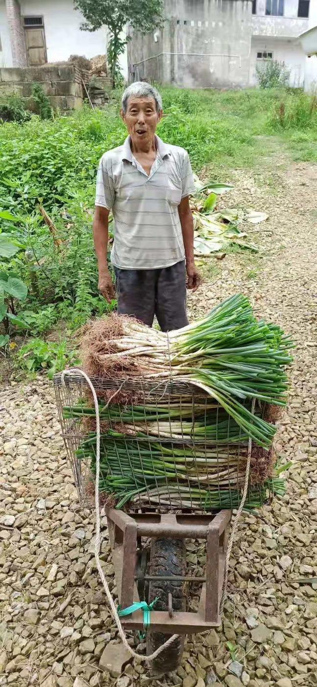 四川大葱新鲜蔬菜自贡大葱现挖凉拌大葱本地小大葱分葱泥巴大葱黄 水产肉类/新鲜蔬果/熟食 葱类 原图主图