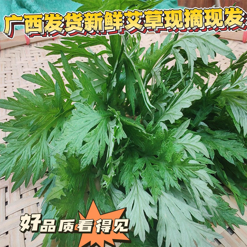 广西新鲜现挖现卖纯天然野生艾草生鲜清热煮水艾叶团子女人艾草