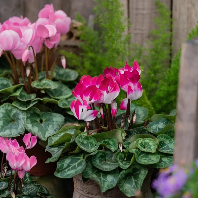 仙客来室内客厅四季开花好养活