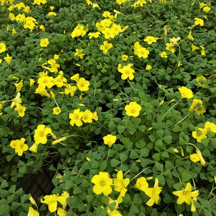 醡浆草 三叶草 幸运草盆栽阳台庭院植物耐寒耐热花卉 榨浆草带花