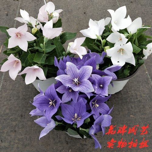 中华桔梗阳台室外铃铛植物盆栽