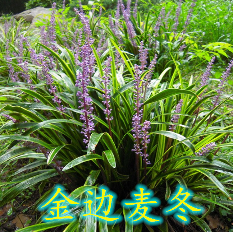 耐寒耐热麦冬草四季常绿庭院包邮图片