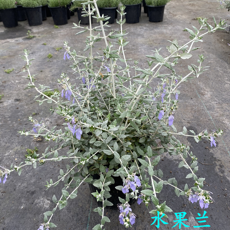 水果兰室外灌木庭院灌木植物