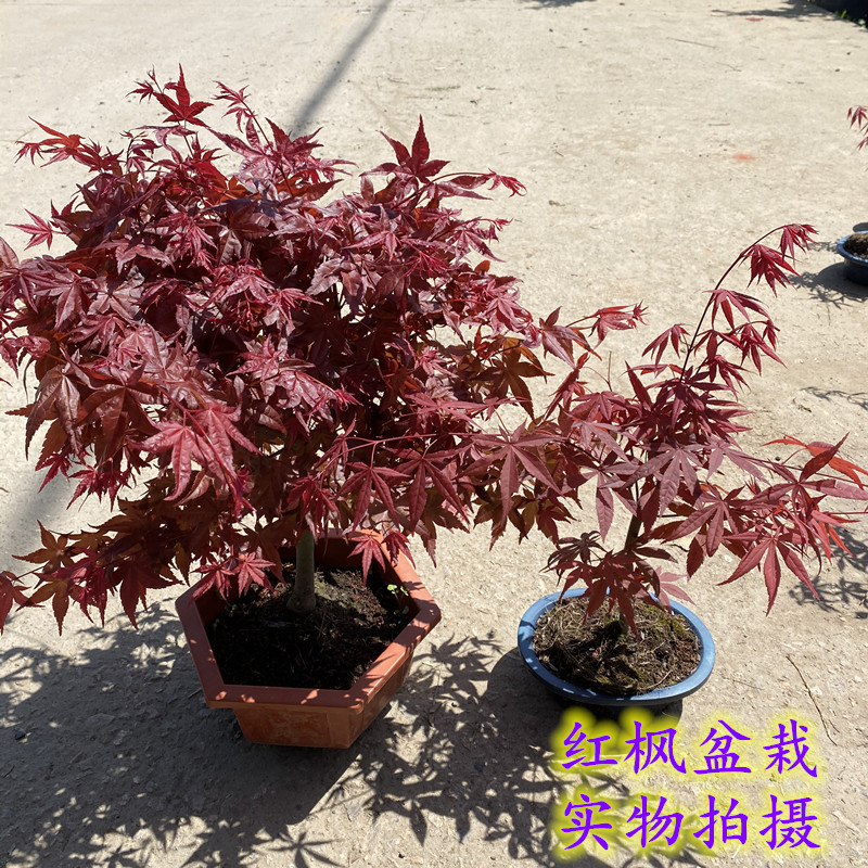 红枫盆栽老桩四季红庭院阳台植物红枫树苗黄金枫树盆景好养包邮