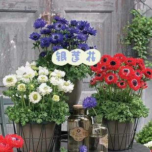 欧洲银莲花盆栽带花阳台庭院花苗多年生球根花卉耐寒好养花镜植物