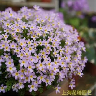 安徽羽叶报春盆栽花苗阳台庭院多年生花卉花期长陕西羽叶报春好养