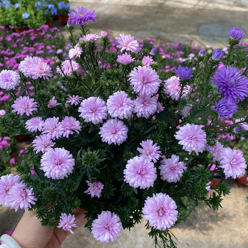 翠菊紫苑盆栽带花苞阳台庭院春秋