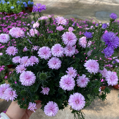 翠菊紫苑盆栽带花苞阳台庭院春秋