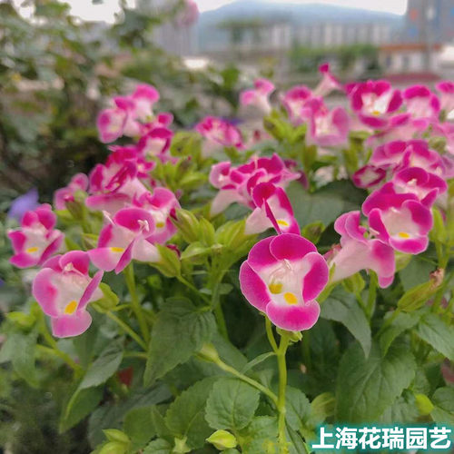 夏堇盆栽带花阳台庭院耐热耐半阴植物夏季盛开小喇叭花 小牵牛花