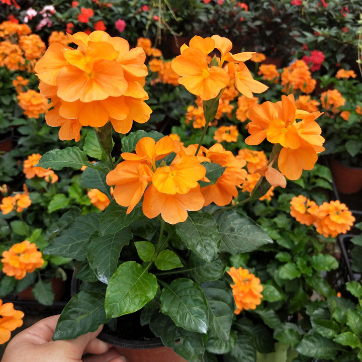 宿根多年生耐热带原土木本植物