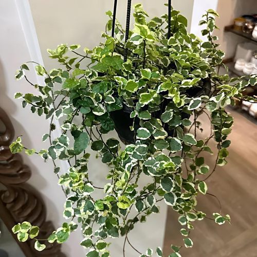 花叶薜荔盆栽小叶霹雳室内庭院