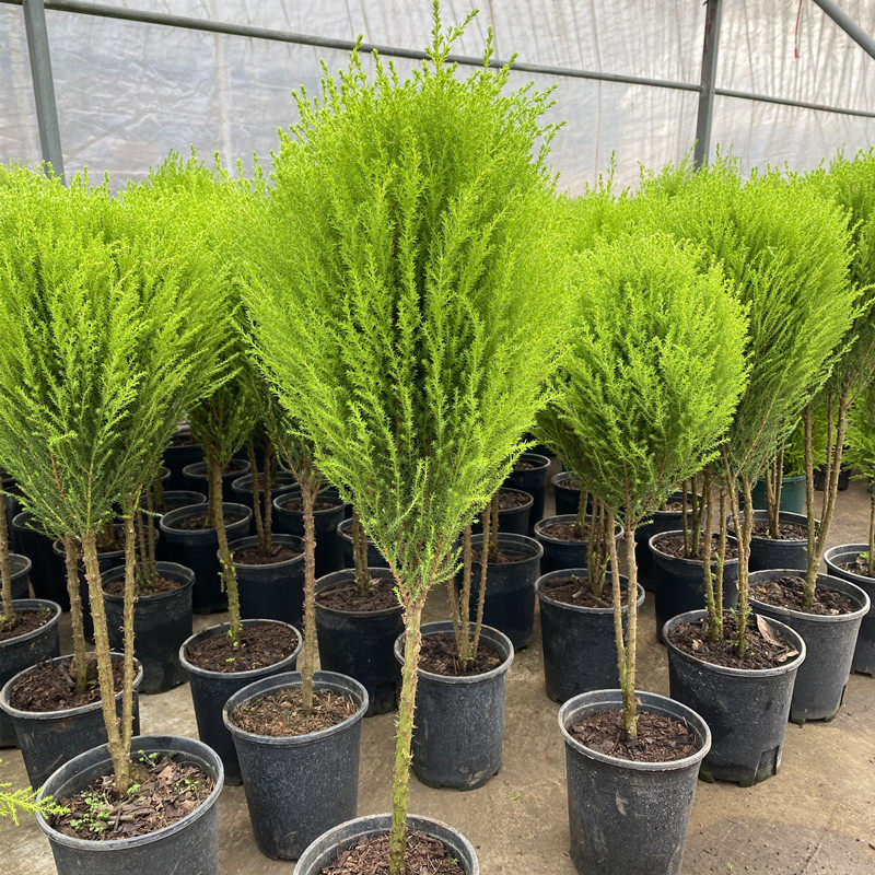 小香松盆栽室内阳台庭院吸甲醛