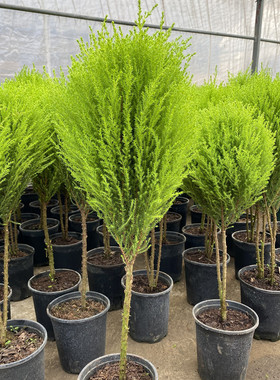 小香松盆栽室内棒棒糖圣诞小松树香冠柏室外皮球松绿植四季常绿