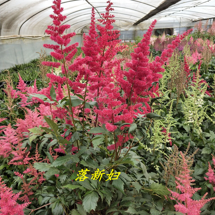 落新妇多年生宿根耐寒植物包邮