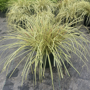 金叶苔草盆栽庭院室外植物多年生耐寒耐热埃弗里斯特苔草四季长绿