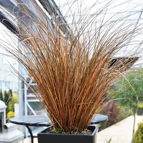 棕叶苔草盆栽阳台花园搭配花镜植物耐寒耐热地被花卉多年生耐养