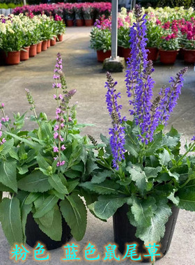 蓝色鼠尾草盆栽带花室外阳台植物庭院地栽花卉多年生耐寒耐热绿植